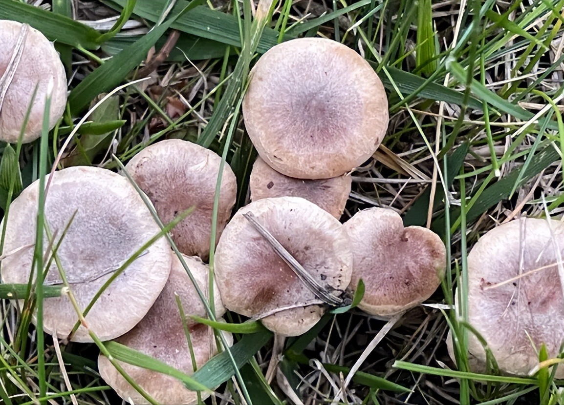 老年人补的硒怎么吃的好