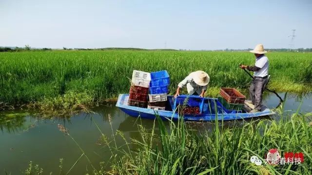 富硒农产品种植技术要点