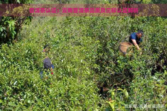 普洱茶认证：云南普洱茶品质及三标认证解析