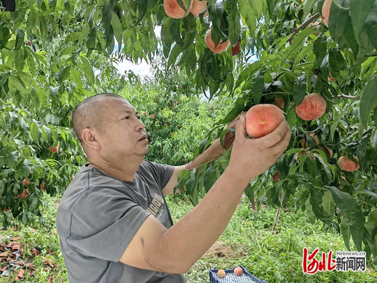 有机富硒农产品种植基地