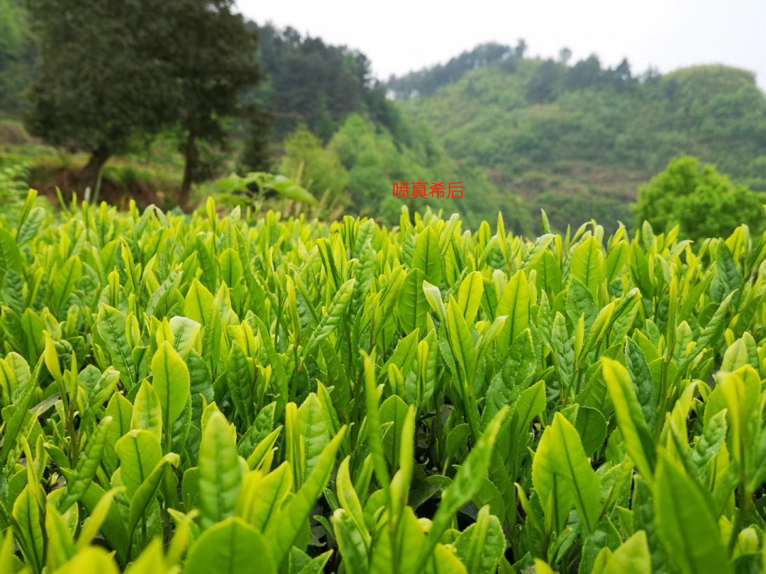 植物硒是有机富硒产品吗