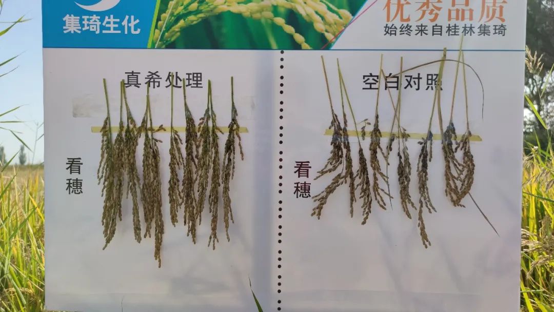 植物硒是有机富硒产品吗