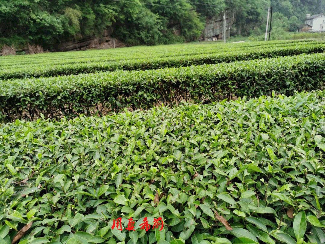 植物硒是有机富硒产品吗