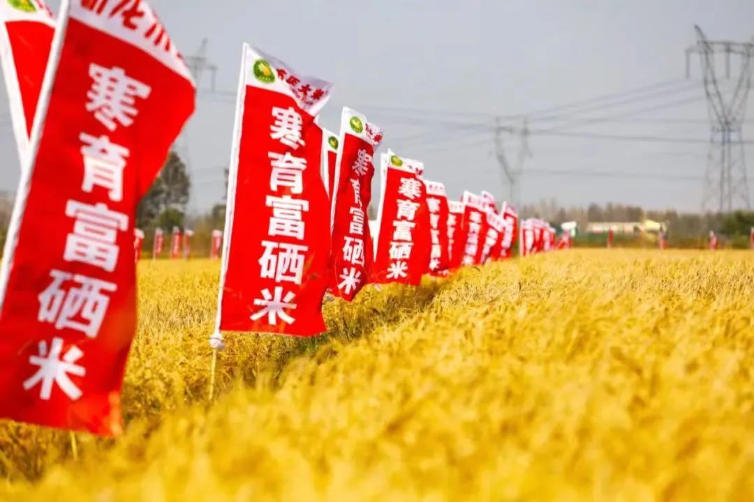 怎么卖富硒粮食产品挣钱