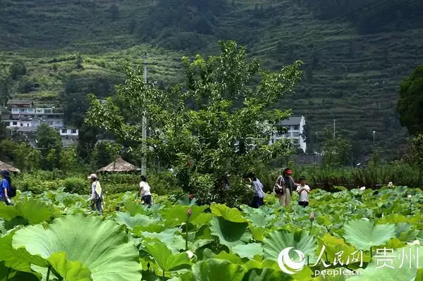 地理标志产品开阳富硒茶