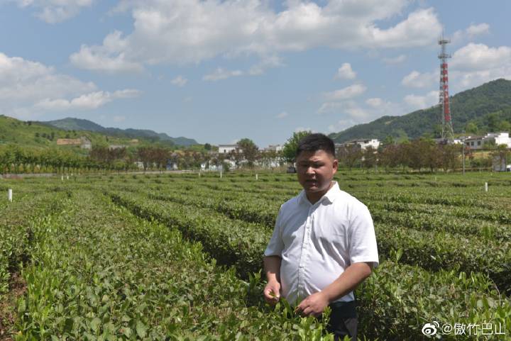 平利富硒毛尖茶产品简介