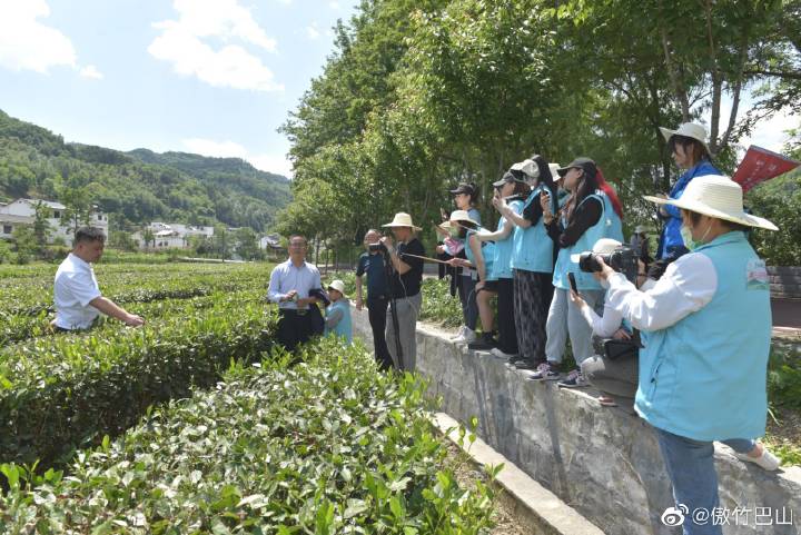 平利富硒毛尖茶产品简介