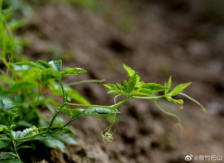 平利富硒毛尖茶产品简介