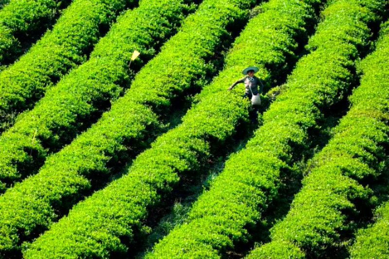 贵州省凤冈县富硒茶产品