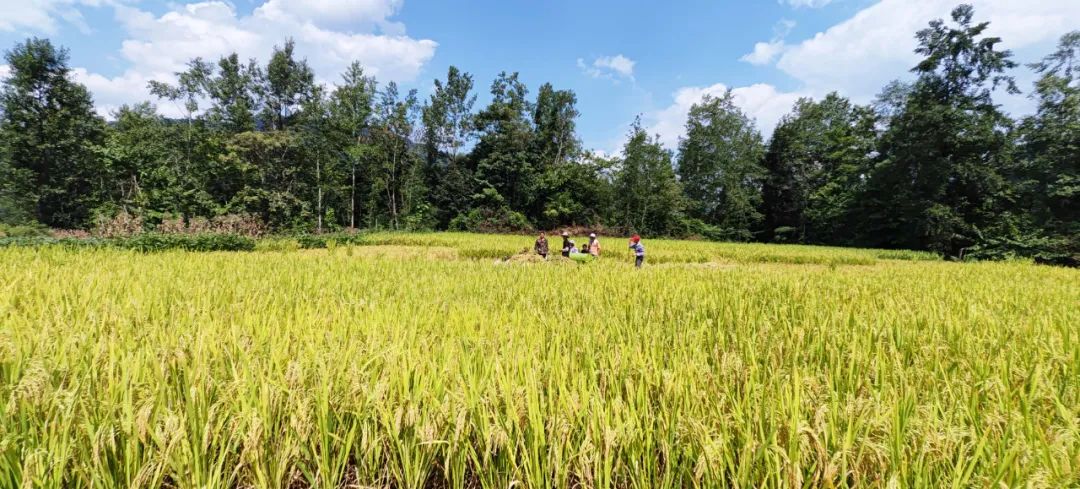 四川省富硒产品种植基地