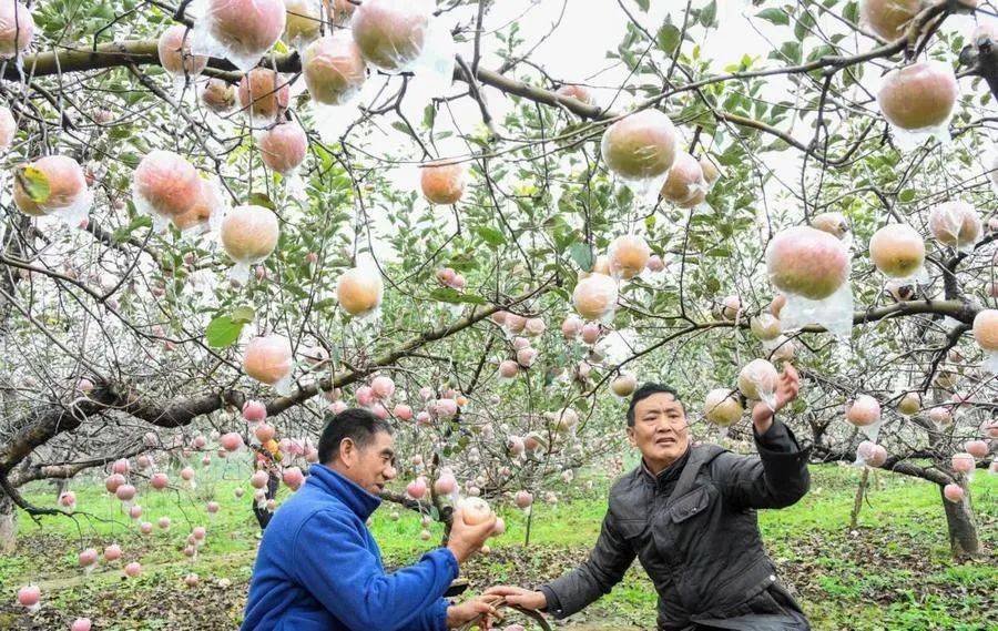 邵原镇第一节富硒农产品