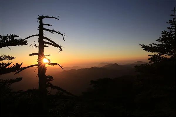 恩施鹤峰下坪富硒茶简介