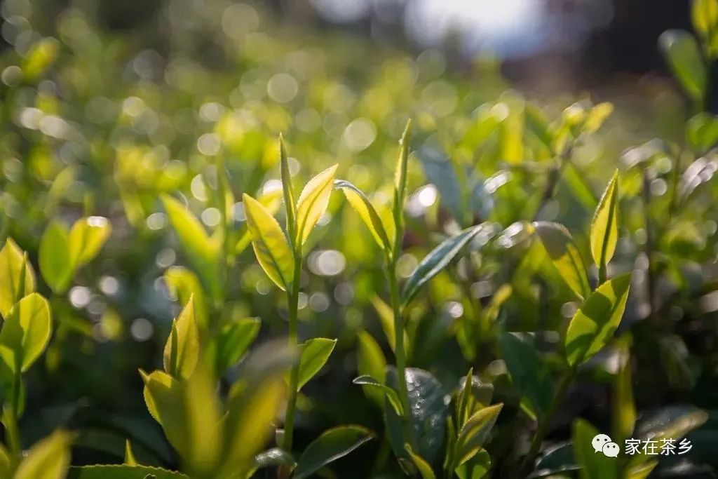 陕南富硒茶的功效与作用