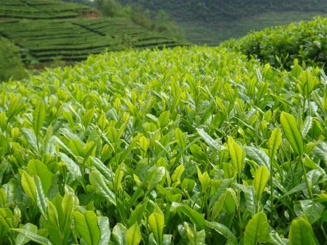 什么地方生产高山富硒茶