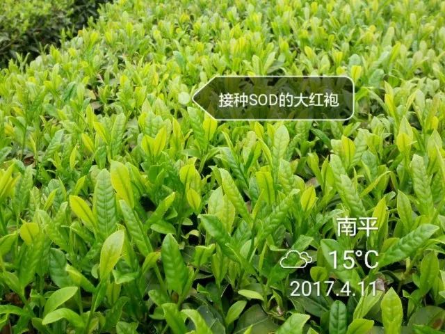 什么地方生产高山富硒茶