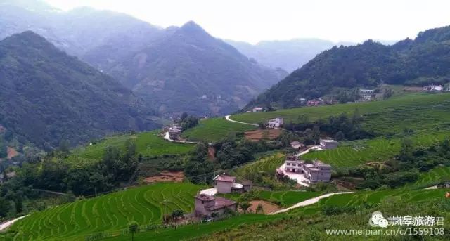 什么地方生产高山富硒茶