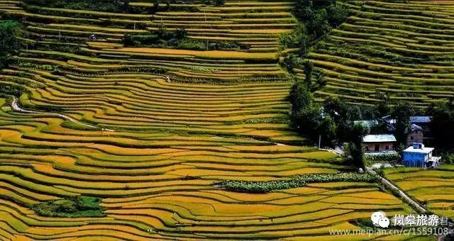 什么地方生产高山富硒茶