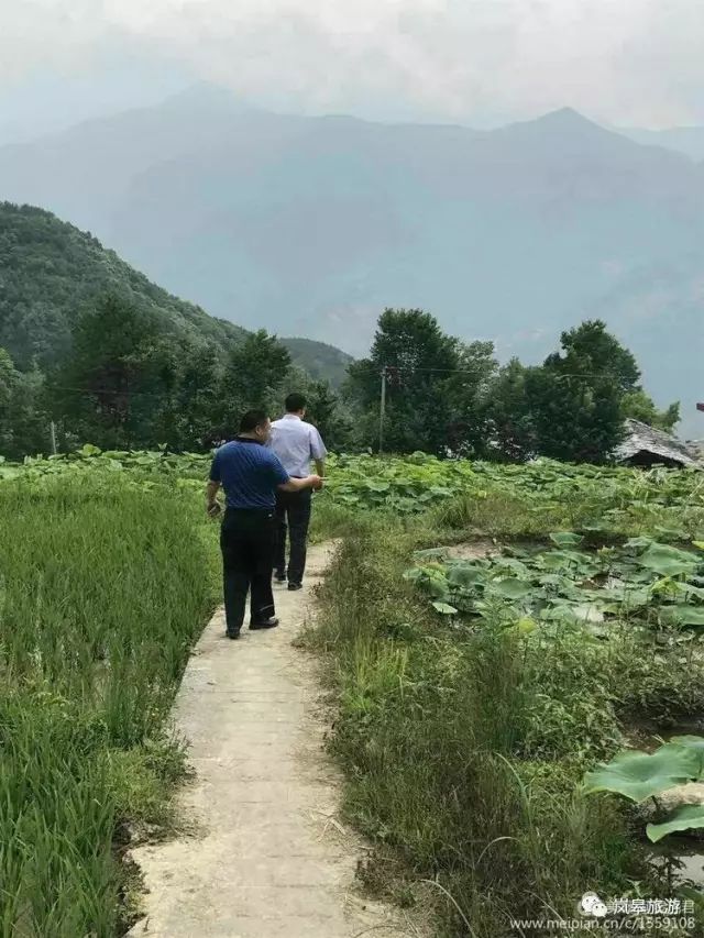 什么地方生产高山富硒茶