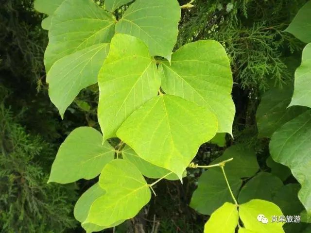 什么地方生产高山富硒茶