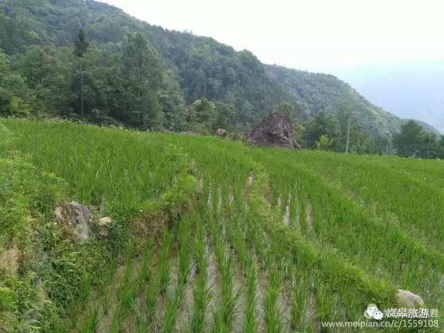 什么地方生产高山富硒茶