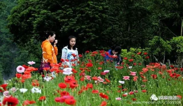 什么地方生产高山富硒茶