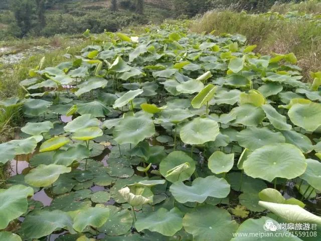 什么地方生产高山富硒茶