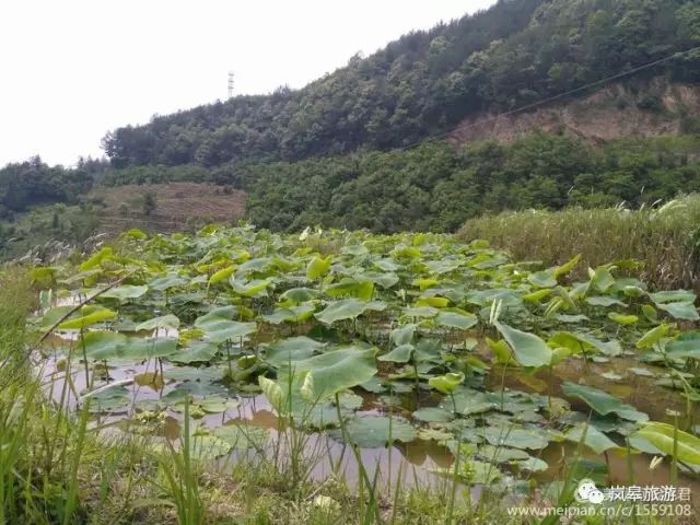 什么地方生产高山富硒茶