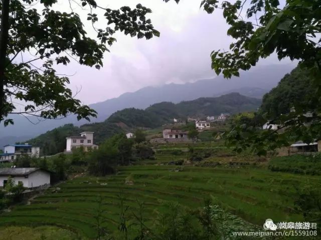 什么地方生产高山富硒茶