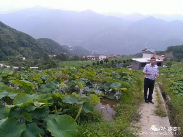 什么地方生产高山富硒茶