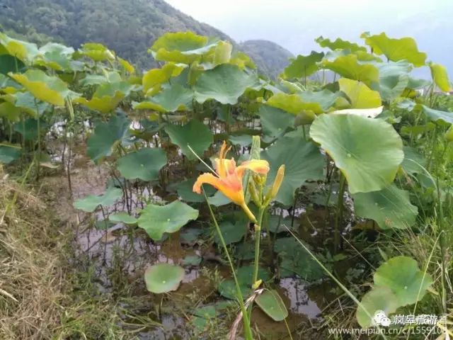 什么地方生产高山富硒茶