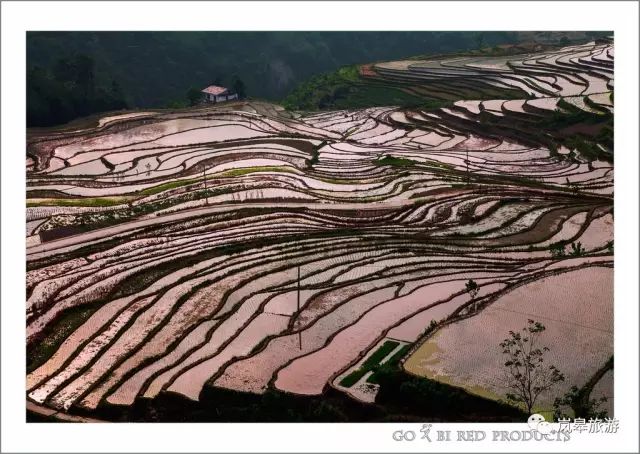 什么地方生产高山富硒茶