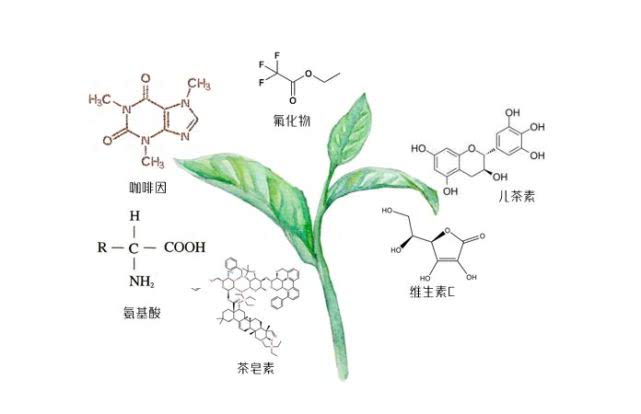 江夏区好喝的富硒茶玉露