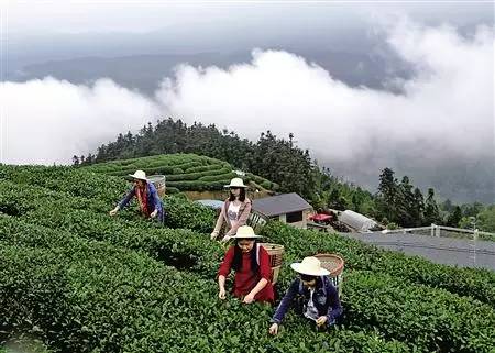 江津富硒茶土壤富硒含量