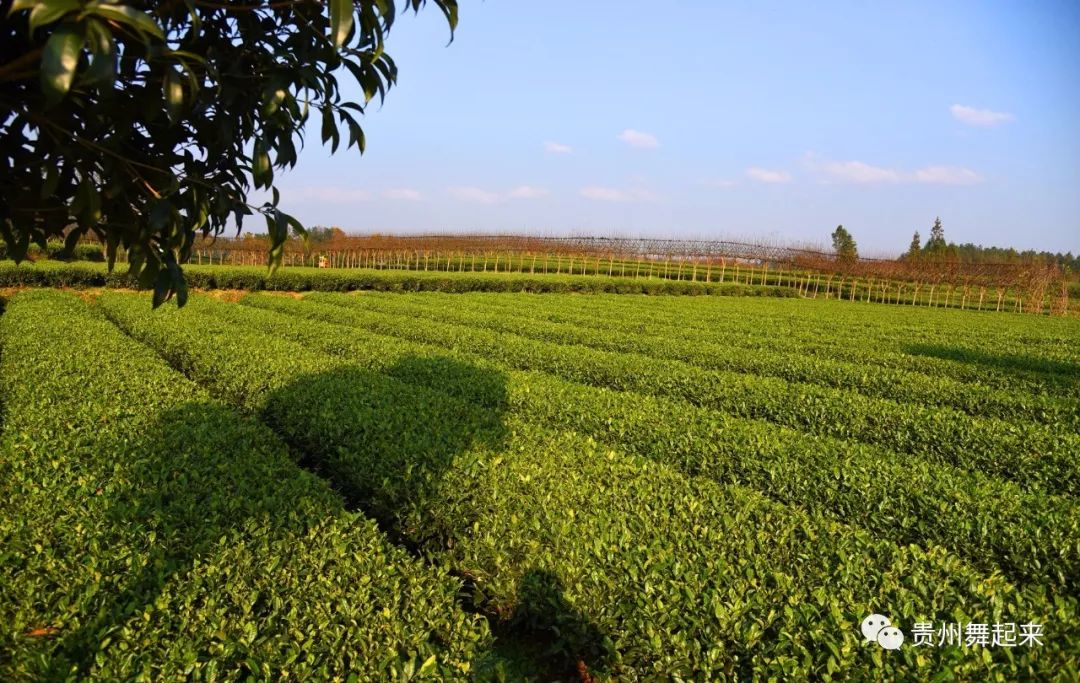 淘宝富硒茶锌硒茶能买吗