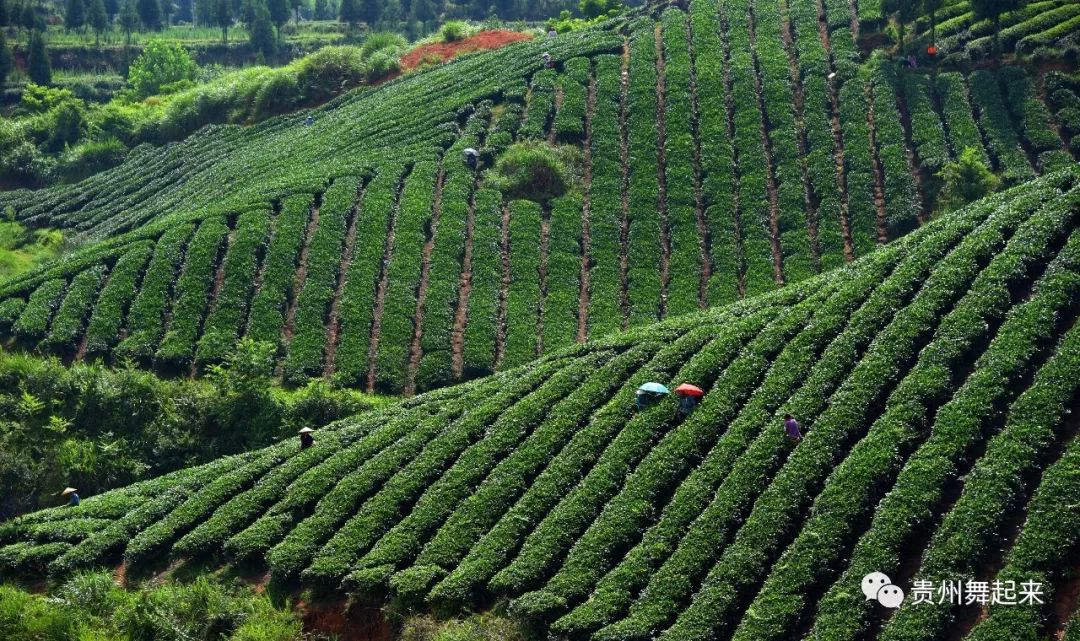 淘宝富硒茶锌硒茶能买吗