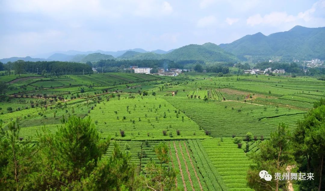 淘宝富硒茶锌硒茶能买吗