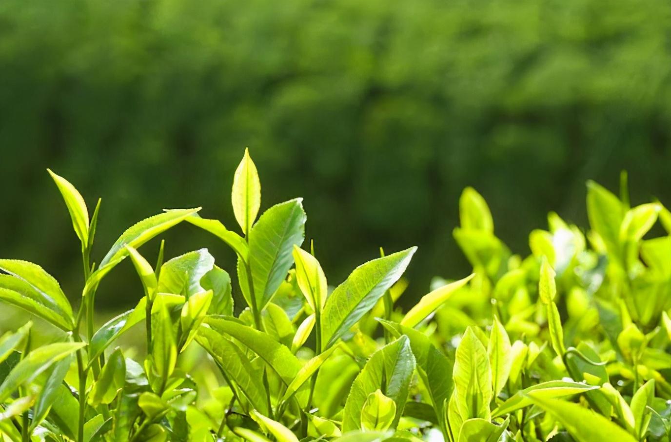 原生富硒茶 红茶 黄茶