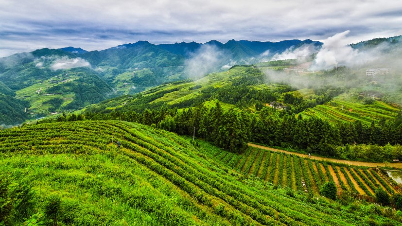 原生富硒茶 红茶 黄茶