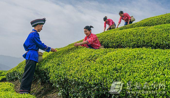 湖北恩施富硒茶2019