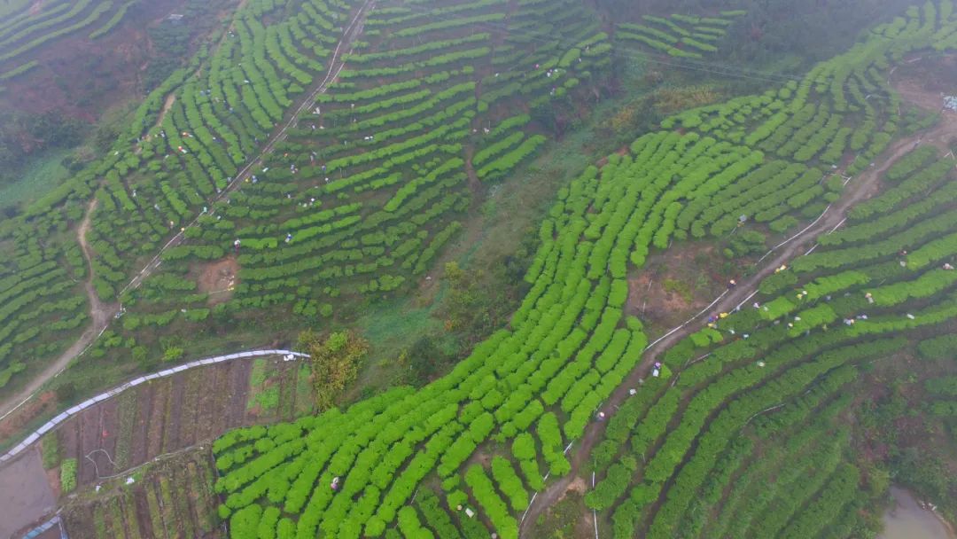 富硒水好还是喝富硒茶好