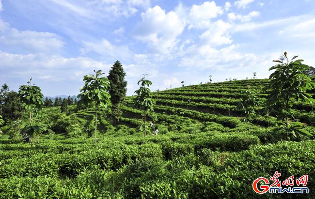 湖北富硒贡茶属于什么茶