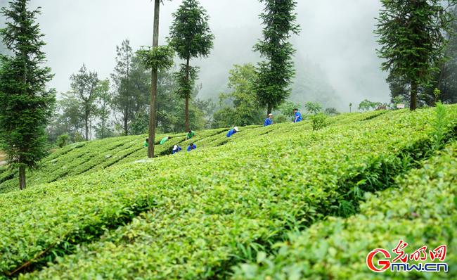 湖北富硒贡茶属于什么茶