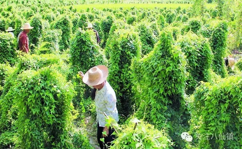 安康富硒茶特色是什么茶