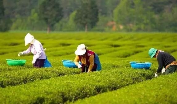 凤冈富锌富硒茶营养价值