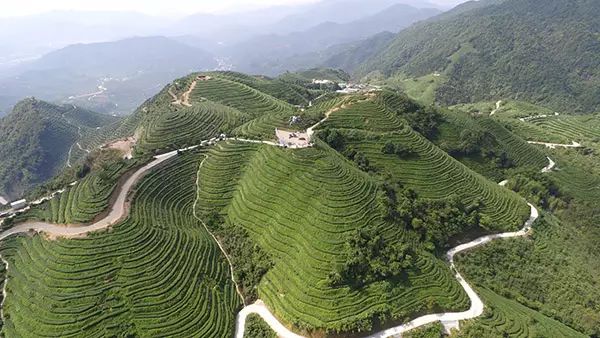 凤冈富锌富硒茶营养价值