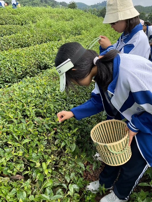 富硒茶加工工序流程视频