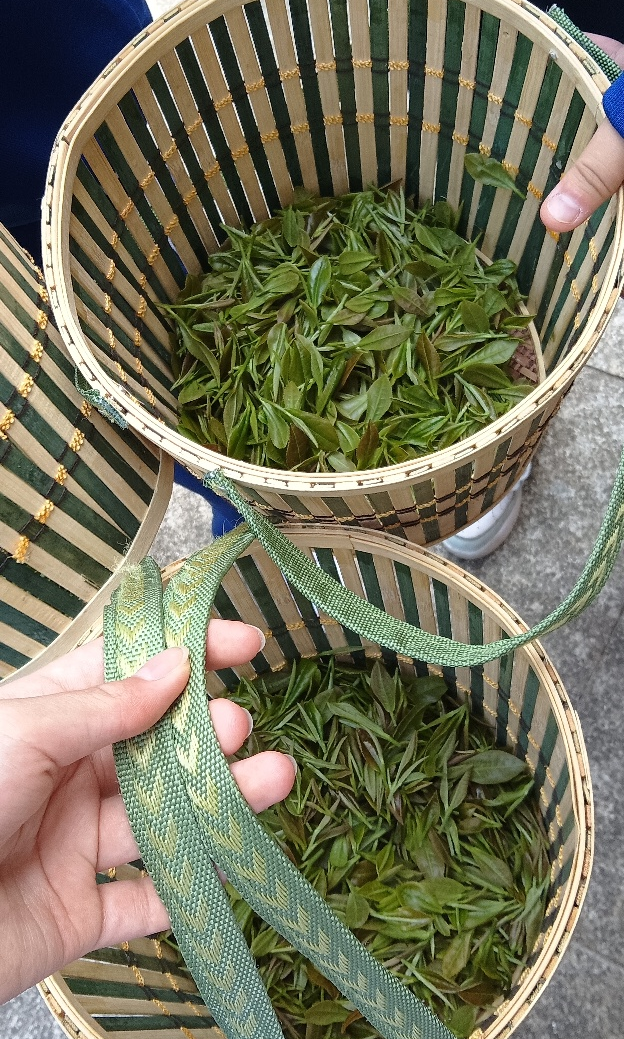 富硒茶加工工序流程视频