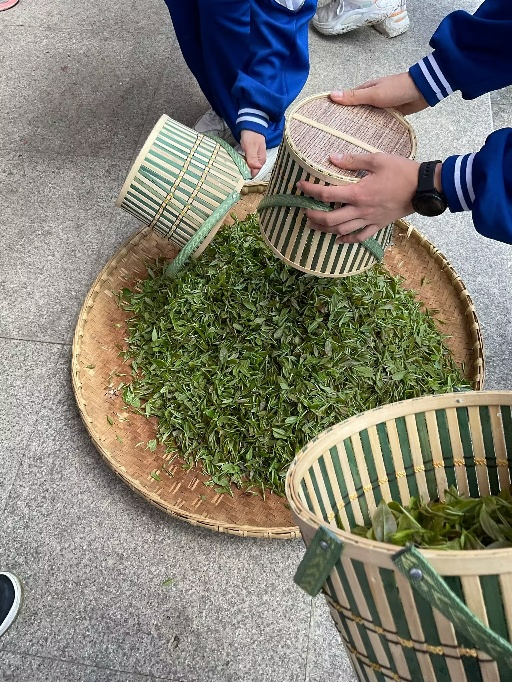 富硒茶加工工序流程视频