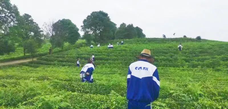 富硒茶加工工序流程视频