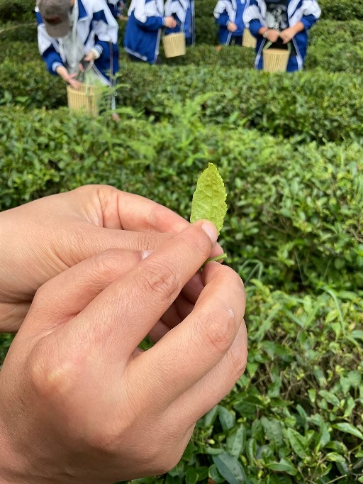 富硒茶加工工序流程视频